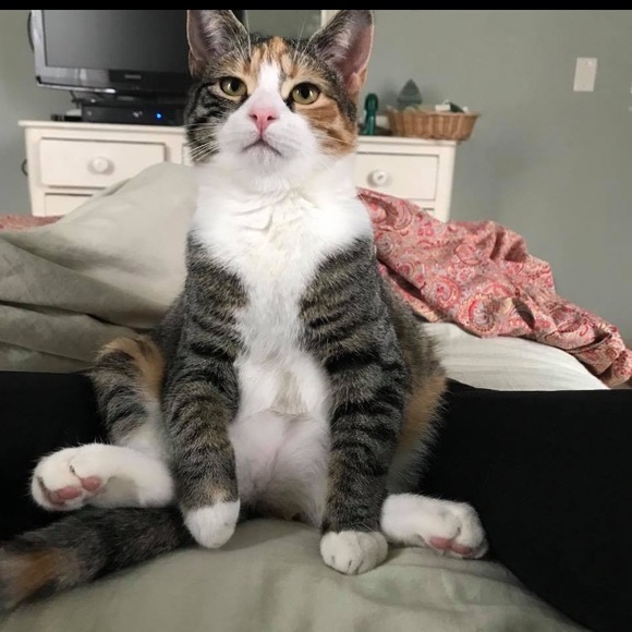 Twitchywhiskers - Picture 1 of 1